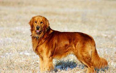 English Goldens of Arcadia_AZ - Dog Breeders