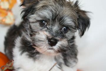 Little Wonders Havanese North - Dog Breeders