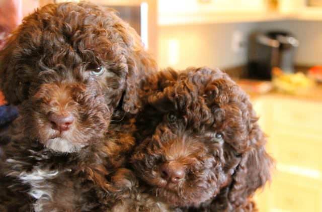 Whoodles Dogs and Puppies