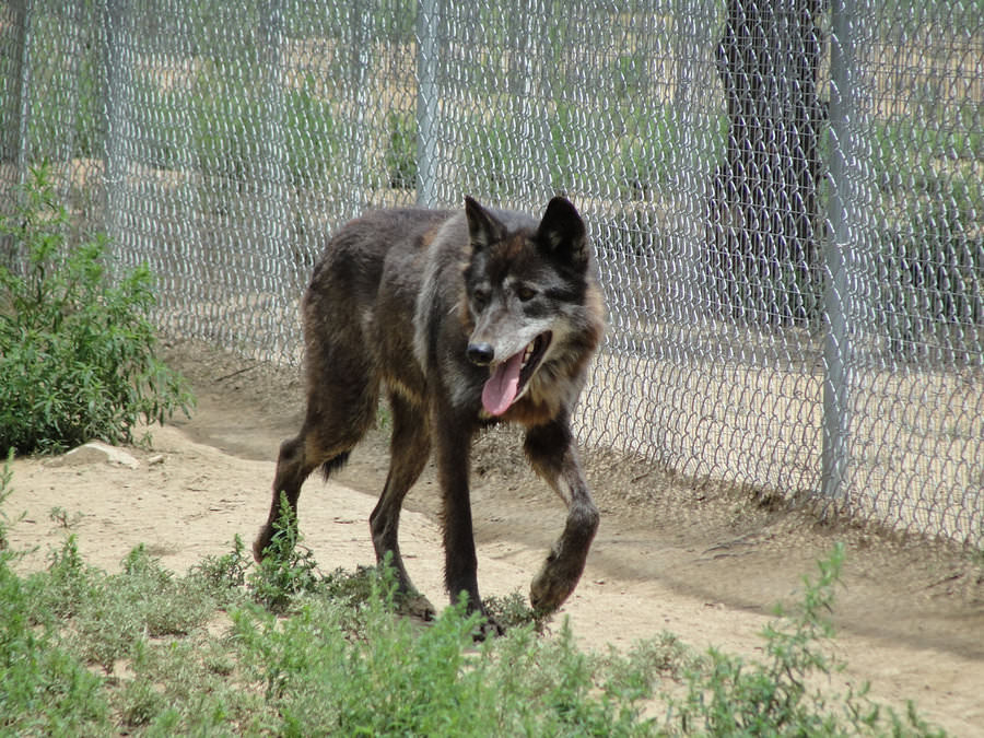 Wolf Hybrid My Dog Breeders Part 68
