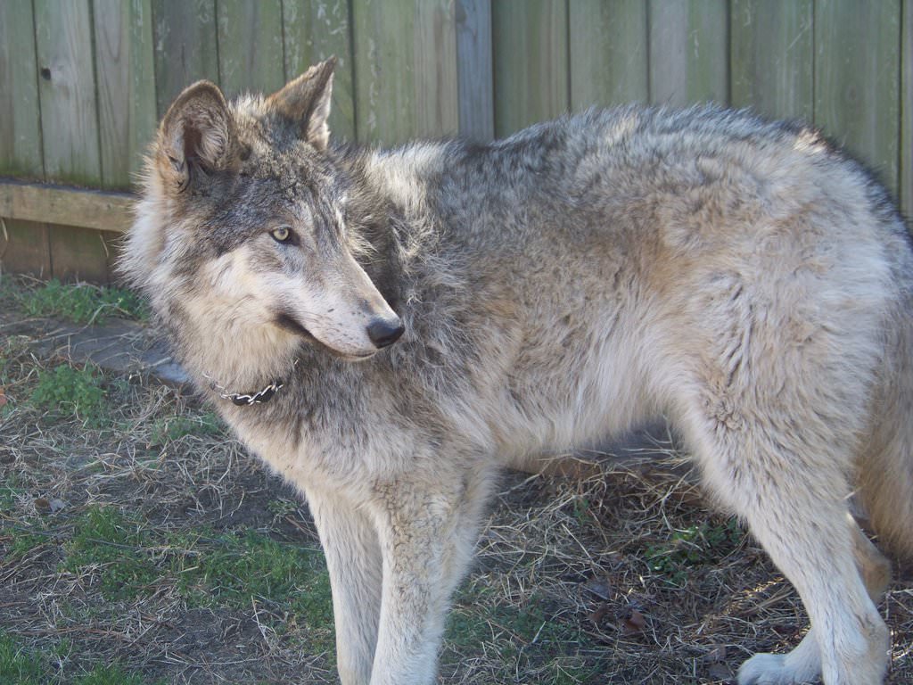 Wolf Hybrid My Dog Breeders Part 123