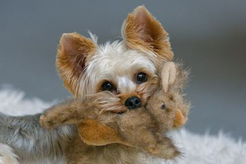 Sugar Sweet Georgia Puppies - Dog Breeders